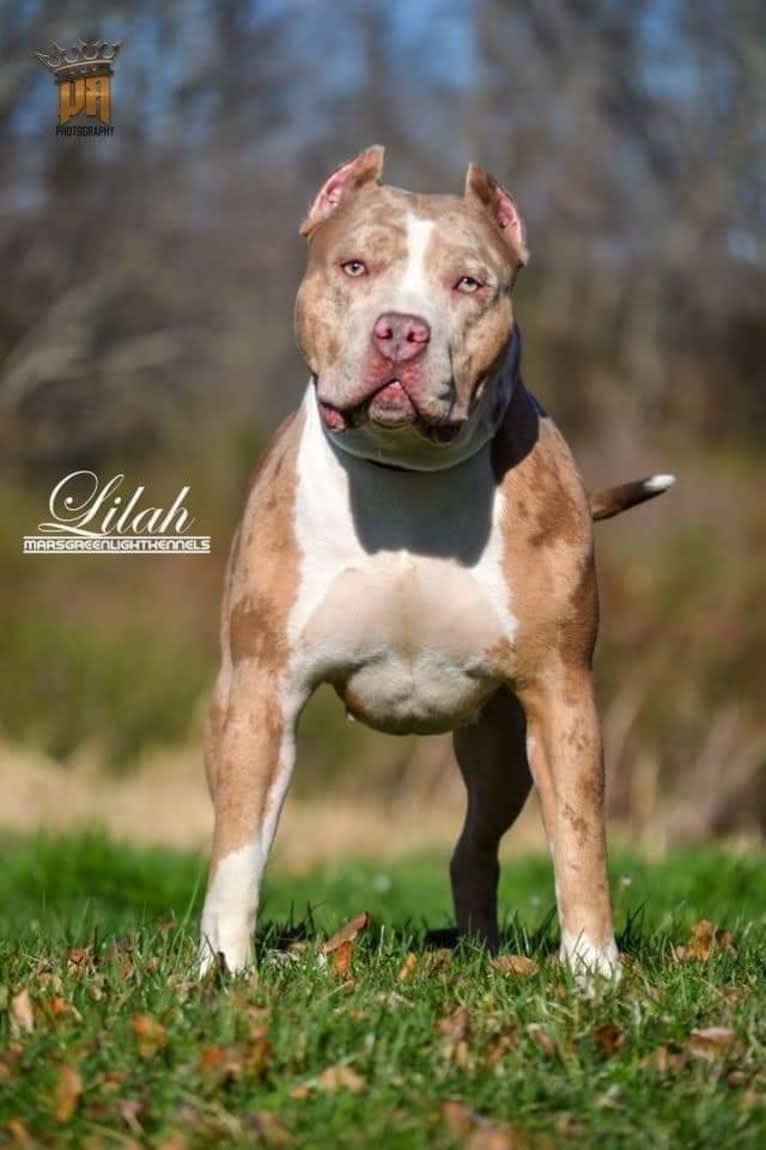 Khaleesi, an American Bully tested with EmbarkVet.com