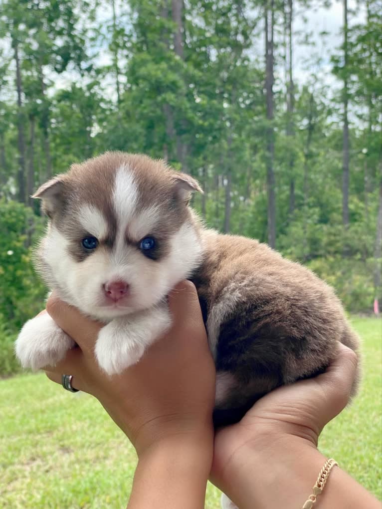 AQUILA, a Pomsky tested with EmbarkVet.com