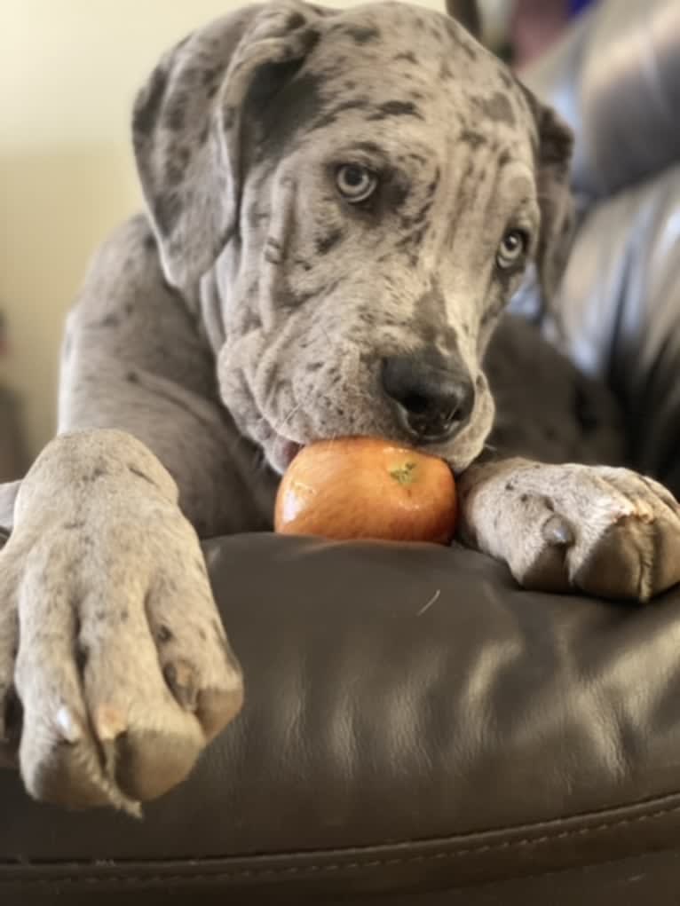 River, a Neapolitan Mastiff and Mastiff mix tested with EmbarkVet.com