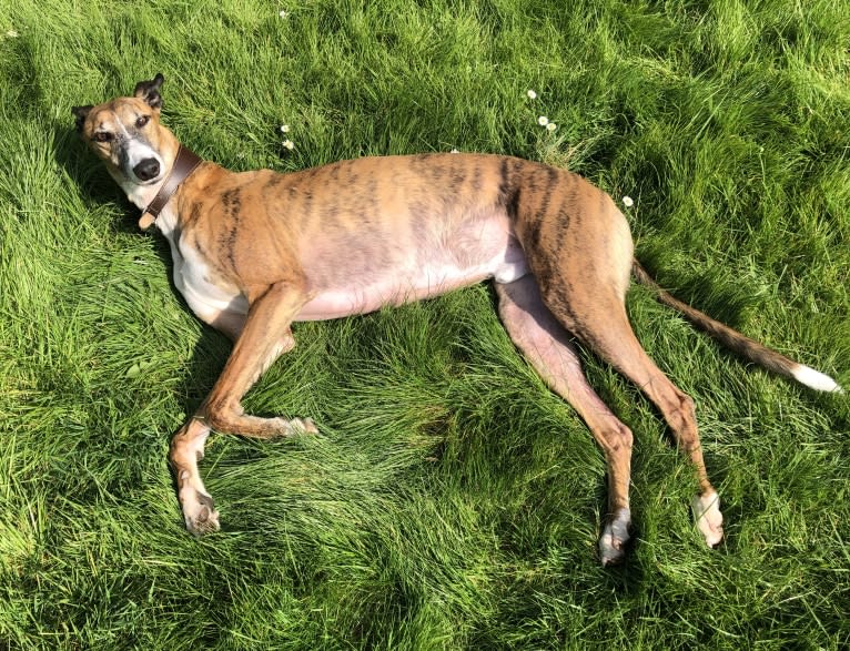 Barton, a Greyhound tested with EmbarkVet.com