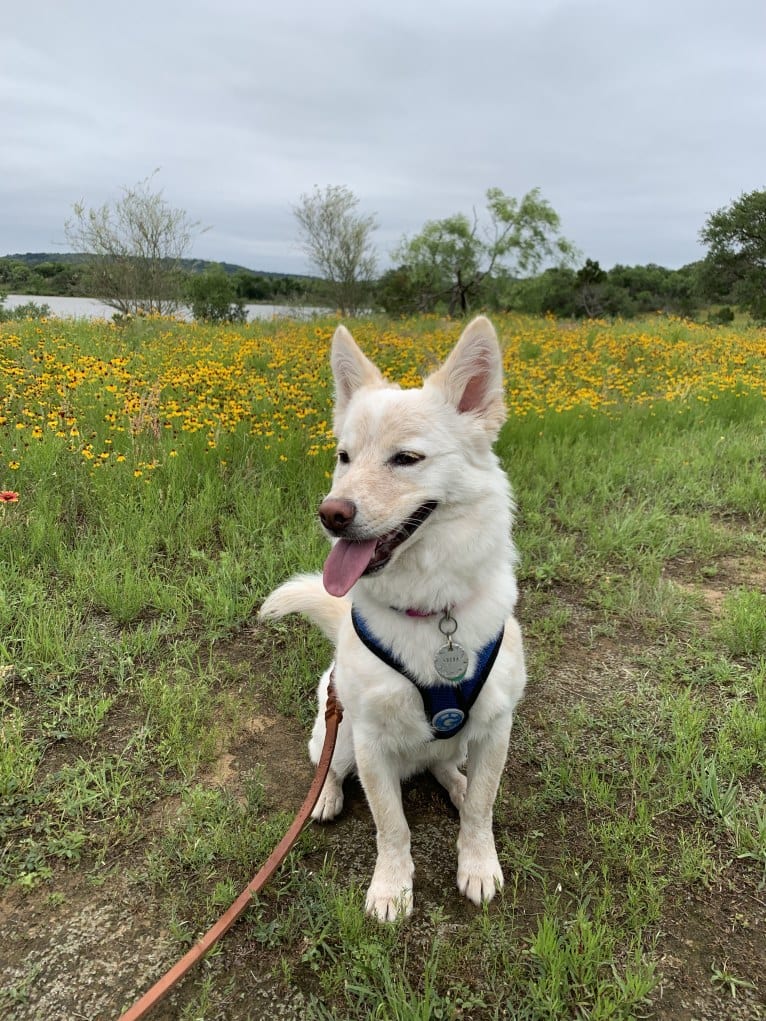 Sukha, a Siberian Husky and Chihuahua mix tested with EmbarkVet.com