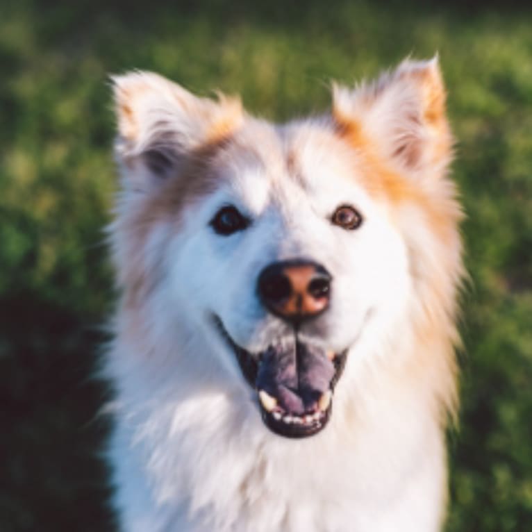 Loverboy, a Siberian Husky and German Shepherd Dog mix tested with EmbarkVet.com
