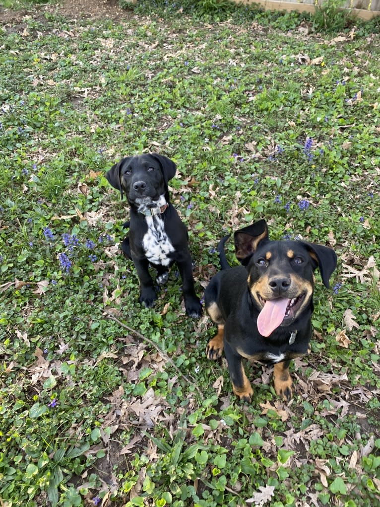 Arlo, a Labrador Retriever and Pointer mix tested with EmbarkVet.com