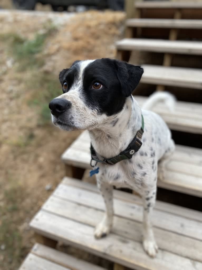 Franklin, a Chihuahua and American Pit Bull Terrier mix tested with EmbarkVet.com