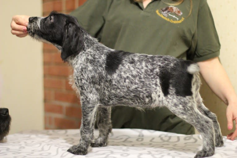 Lili, a German Wirehaired Pointer tested with EmbarkVet.com