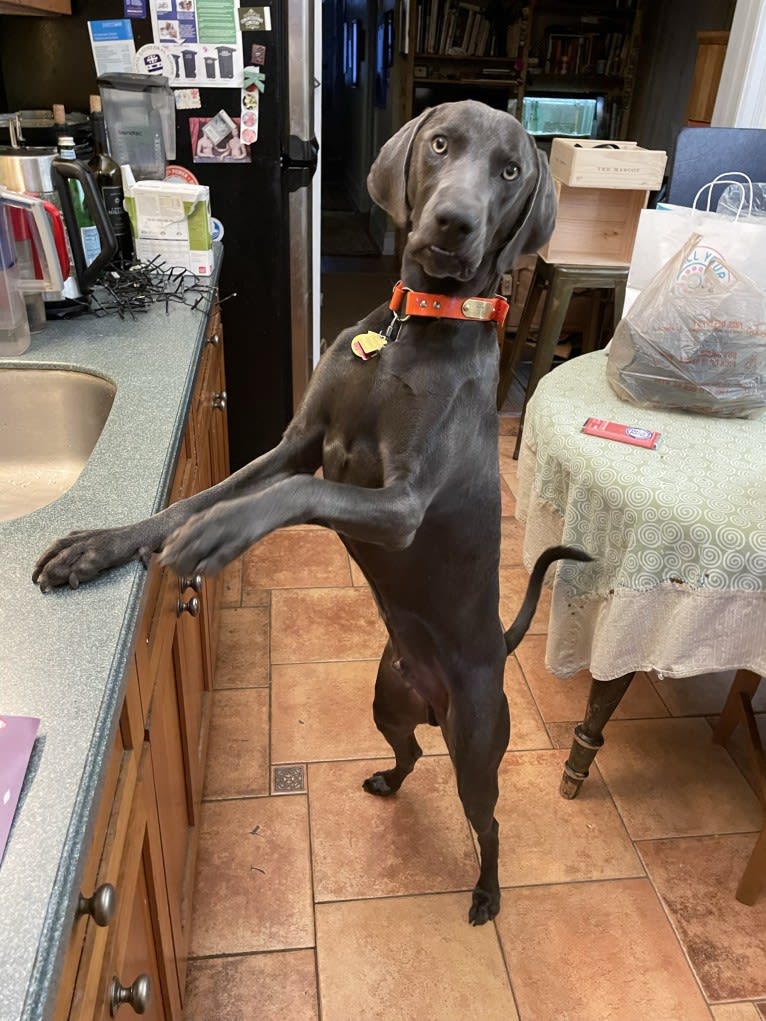 Remy, a Weimaraner tested with EmbarkVet.com