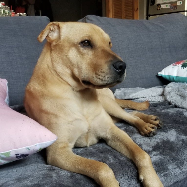 Luna, a Chinese Shar-Pei and Pug mix tested with EmbarkVet.com