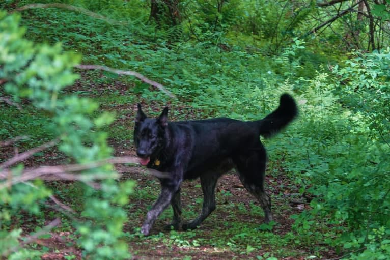 Flower's Trollius Petrusian von Rock, a German Shepherd Dog and Alaskan Malamute mix tested with EmbarkVet.com