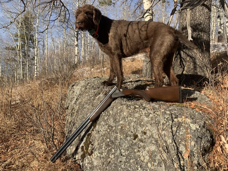 Cedarwood Canadian Quill, a Pudelpointer tested with EmbarkVet.com