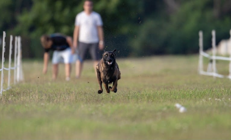 KHs Taking What’s Ours With Fire and Blood “Drogon” TKE RATN, a Belgian Shepherd tested with EmbarkVet.com