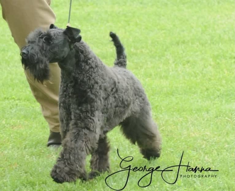 JoJo, a Kerry Blue Terrier tested with EmbarkVet.com
