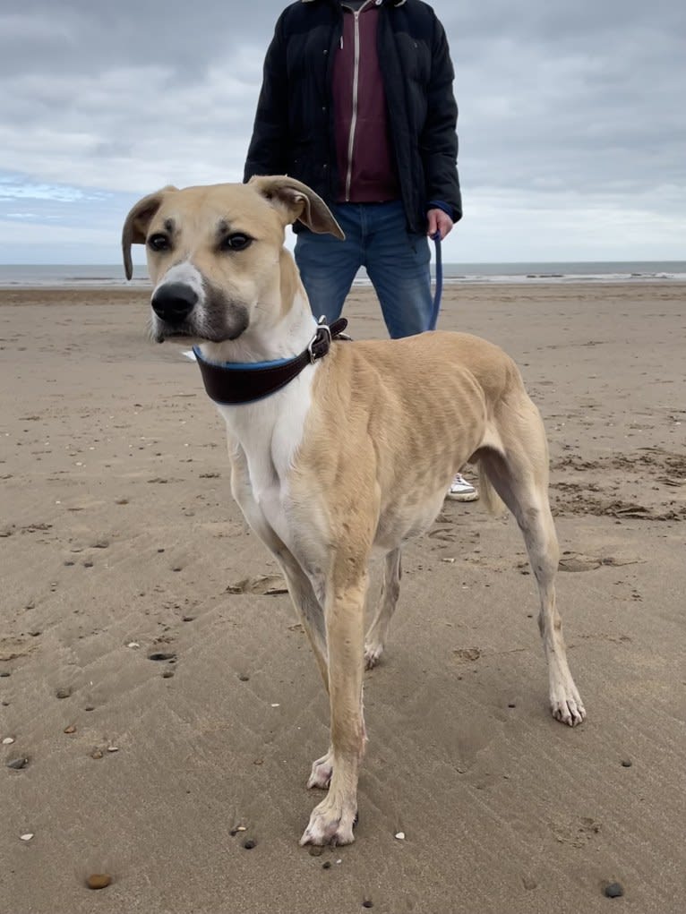 Sebastian, a Greyhound and American Pit Bull Terrier mix tested with EmbarkVet.com