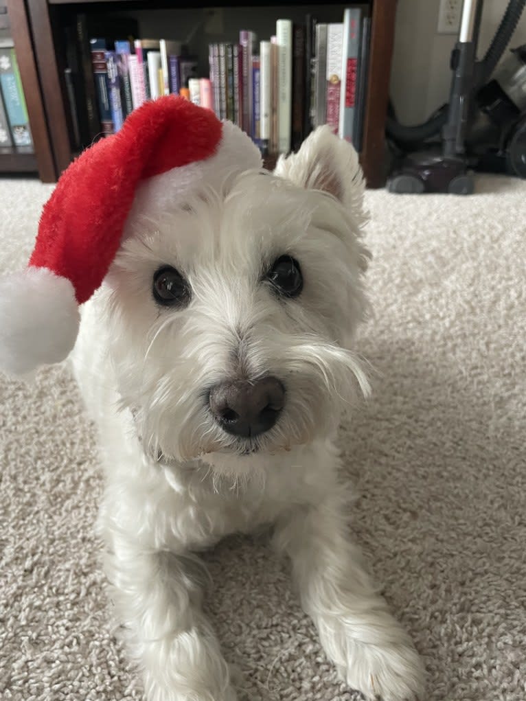 Dylan, a West Highland White Terrier tested with EmbarkVet.com