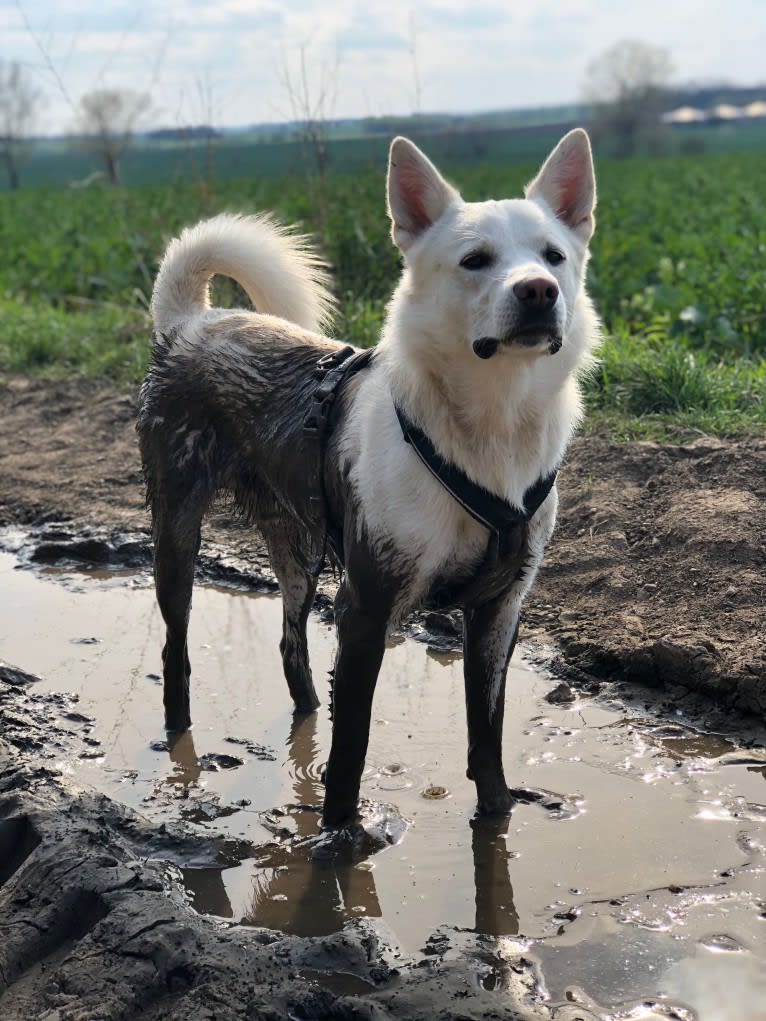 Calaf Storytelling, a Canaan Dog tested with EmbarkVet.com