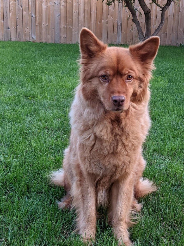 PHOENIX, a Chow Chow and Australian Shepherd mix tested with EmbarkVet.com