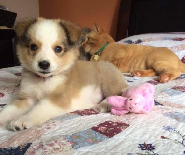 Daisy, a Bernese Mountain Dog and Collie mix tested with EmbarkVet.com