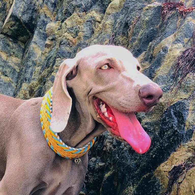 Arya the Weim, a Weimaraner tested with EmbarkVet.com