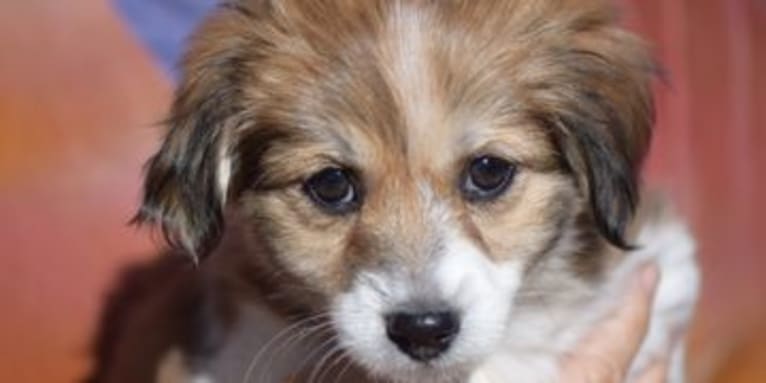 Winham’s Cowboy Cody of Cowgirl Cotons, a Coton de Tulear tested with EmbarkVet.com