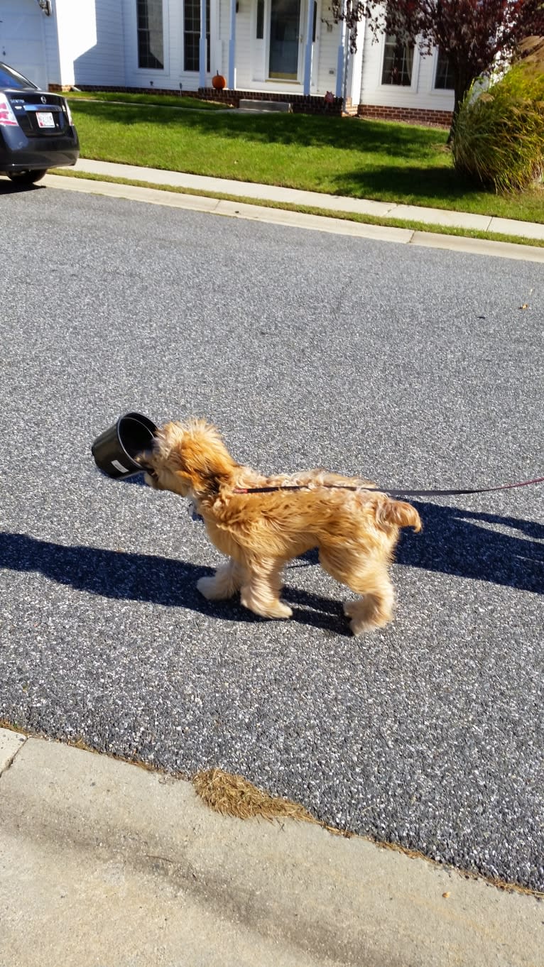 Desmond, a Soft Coated Wheaten Terrier tested with EmbarkVet.com