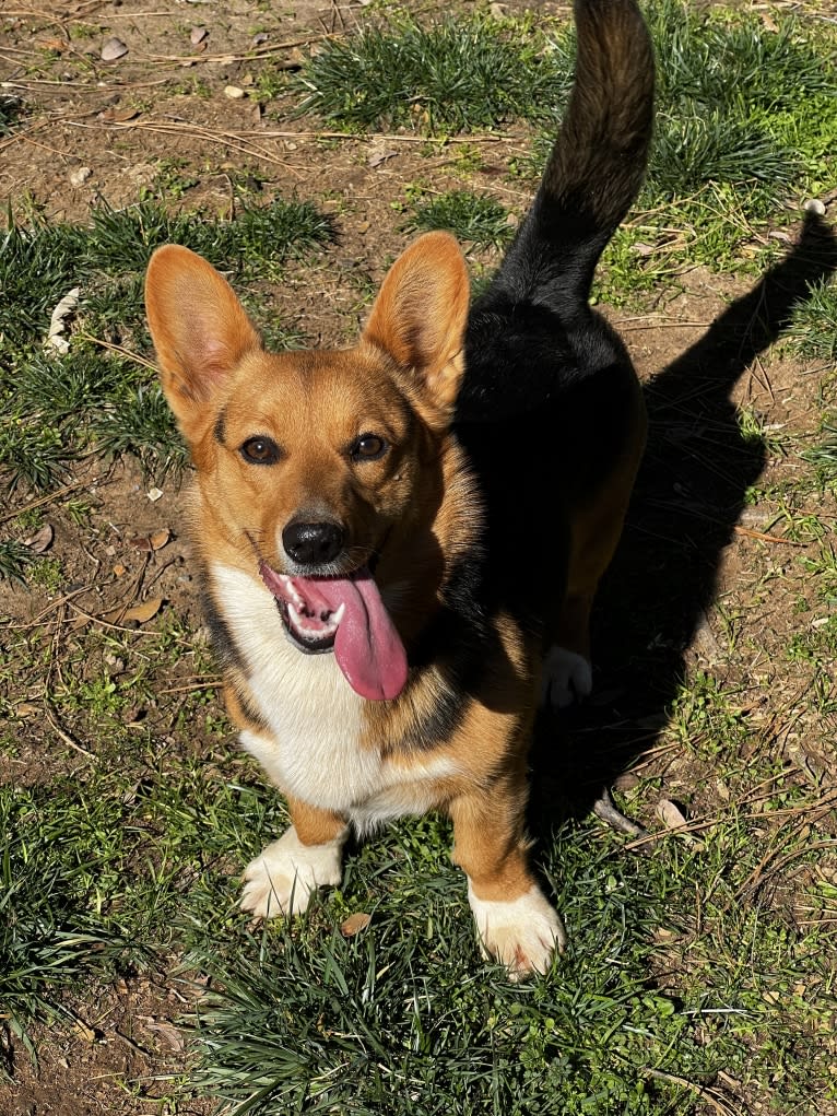 Angela, a Pembroke Welsh Corgi tested with EmbarkVet.com