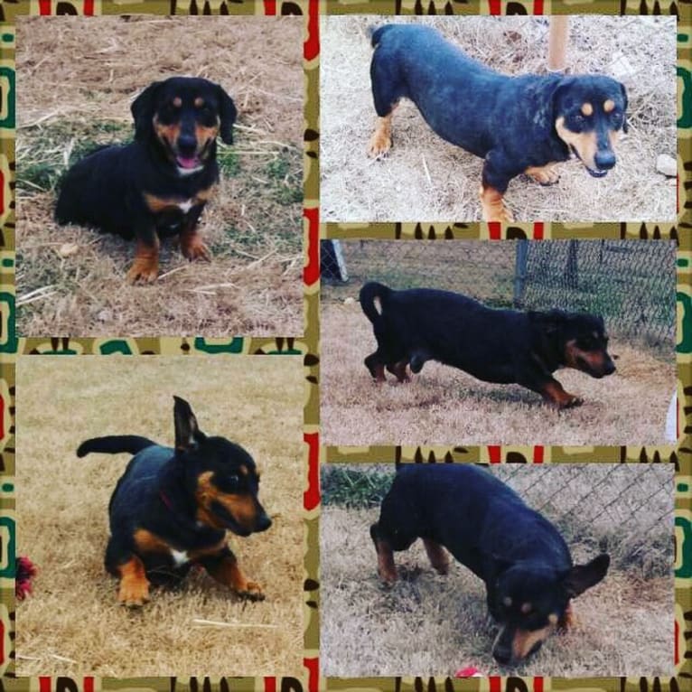 Carlos, a Dachshund and American Pit Bull Terrier mix tested with EmbarkVet.com