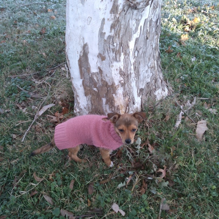 ROO, a Yorkshire Terrier and Chihuahua mix tested with EmbarkVet.com