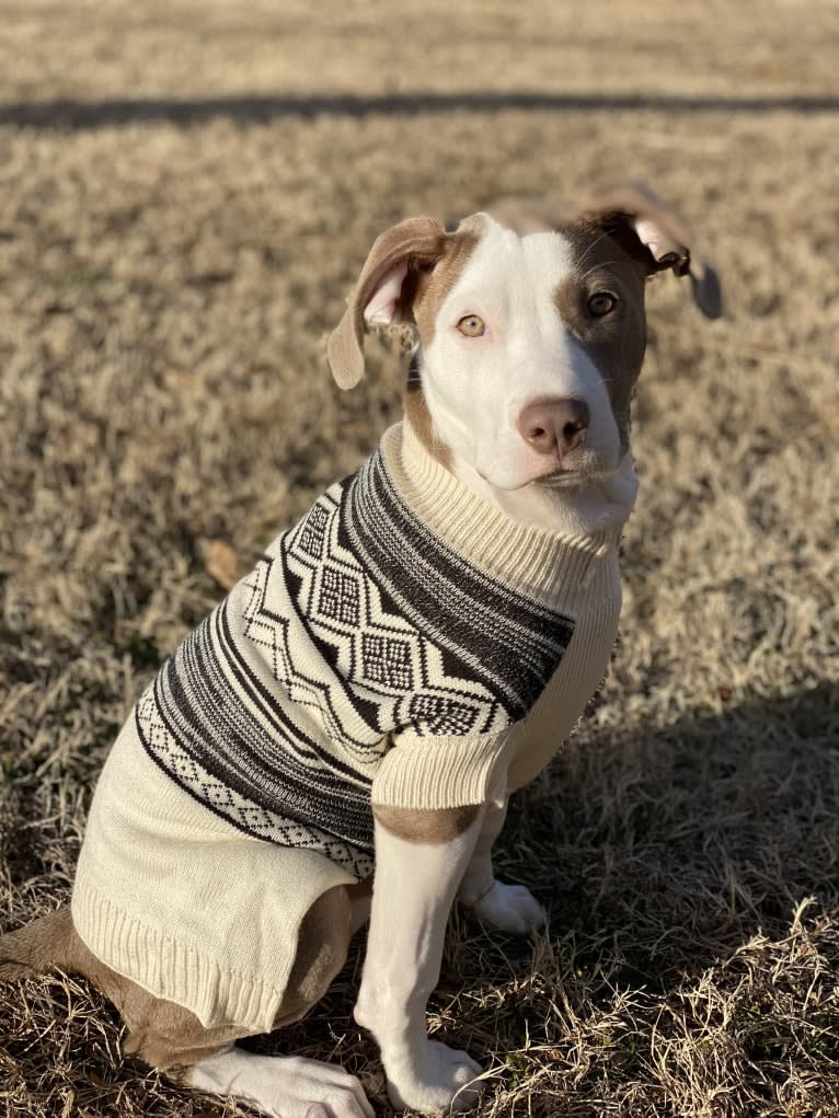 Mariposa “Mari” 🦋, an American Pit Bull Terrier and Chihuahua mix tested with EmbarkVet.com