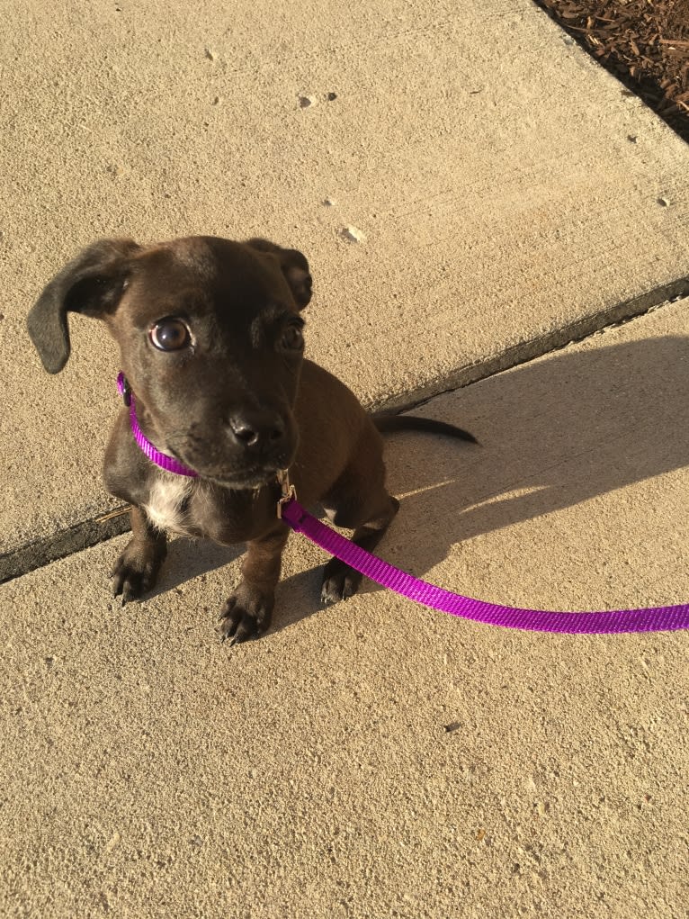 Lola, a Boston Terrier and American Pit Bull Terrier mix tested with EmbarkVet.com