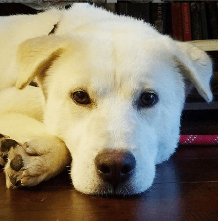 Sasha, a Japanese or Korean Village Dog and Golden Retriever mix tested with EmbarkVet.com