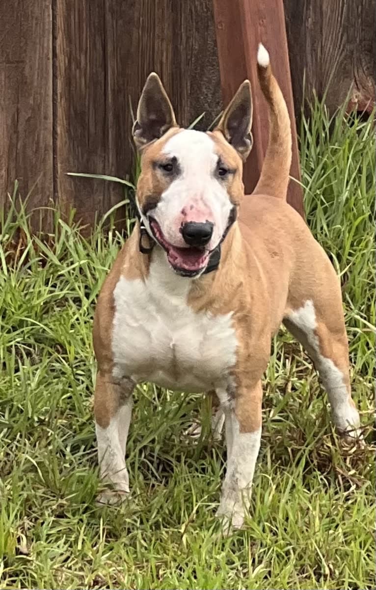 Julius Caesar, a Bull Terrier tested with EmbarkVet.com