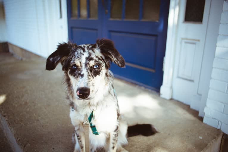 Willow, an Australian Shepherd and Miniature/MAS-type Australian Shepherd mix tested with EmbarkVet.com