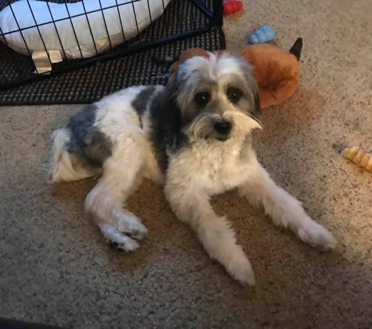 Winham’s “DollyBelle” of Rocky Mountain Cotons, a Coton de Tulear tested with EmbarkVet.com