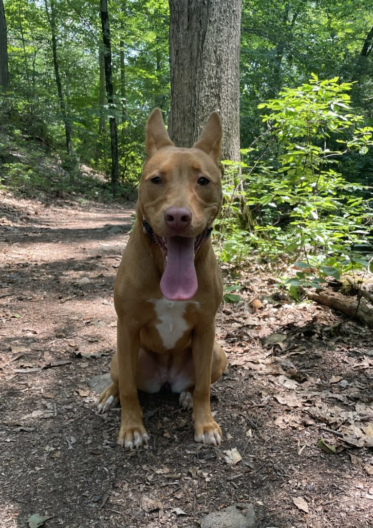 Lavender, an American Pit Bull Terrier and Chow Chow mix tested with EmbarkVet.com