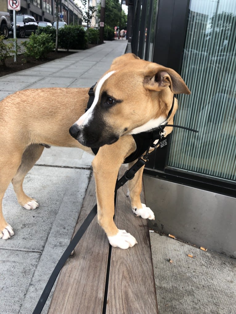 Dougie, an American Pit Bull Terrier and Boxer mix tested with EmbarkVet.com