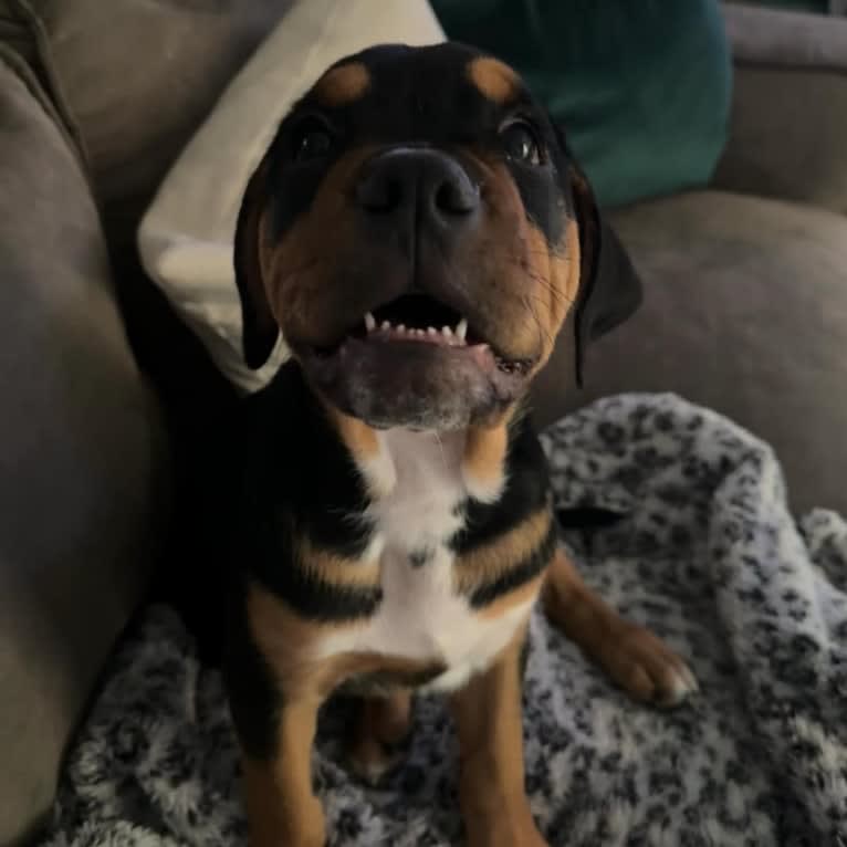 Abi, a Rottweiler and Boxer mix tested with EmbarkVet.com
