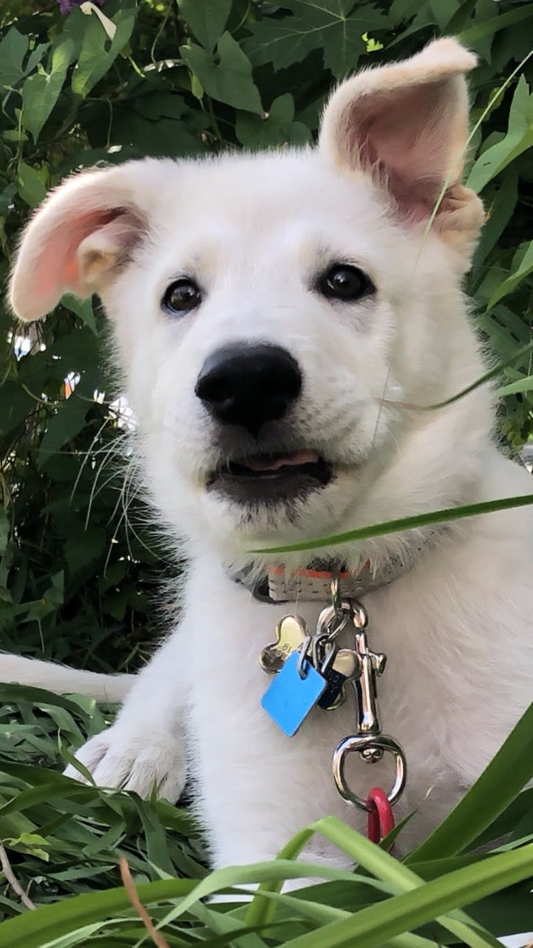 Apollo, a German Shepherd Dog and Maremma Sheepdog mix tested with EmbarkVet.com