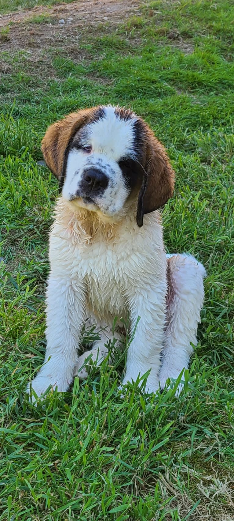 Milhouse "Millie", a Saint Bernard tested with EmbarkVet.com