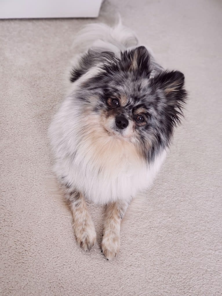 Fred, a Pomeranian and Pekingese mix tested with EmbarkVet.com