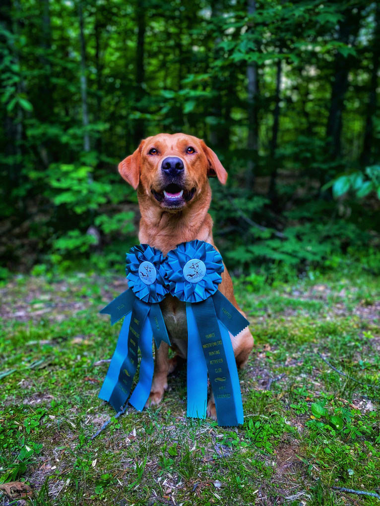 Murc, a Labrador Retriever tested with EmbarkVet.com