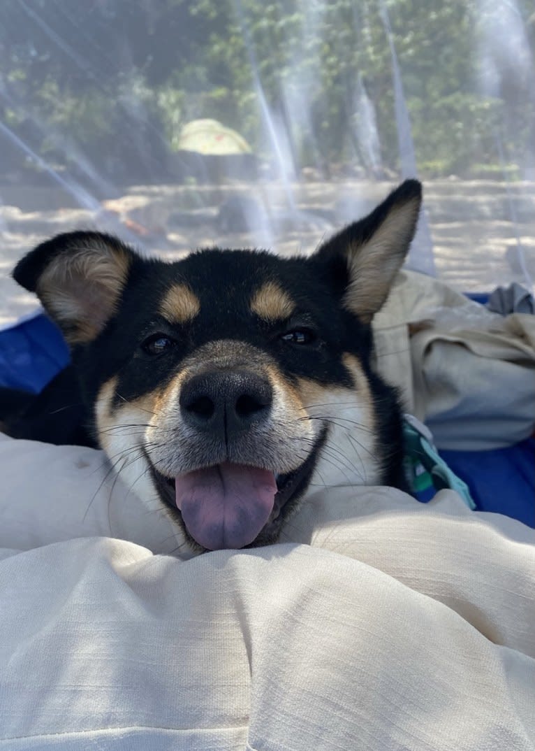 Charcoal, a Hong Kong Village Dog tested with EmbarkVet.com