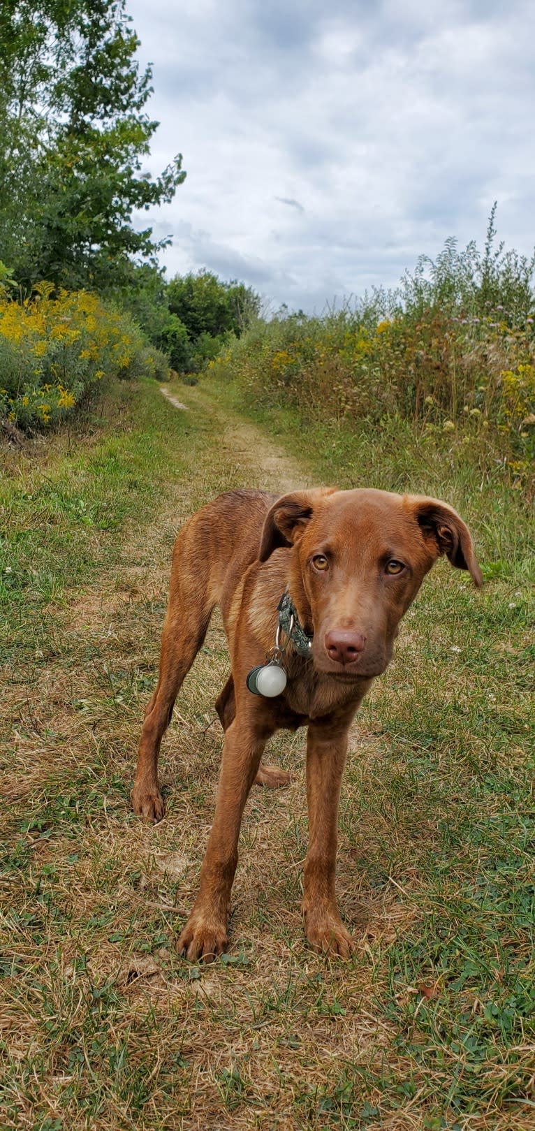 Frankie, an Australian Cattle Dog and Labrador Retriever mix tested with EmbarkVet.com