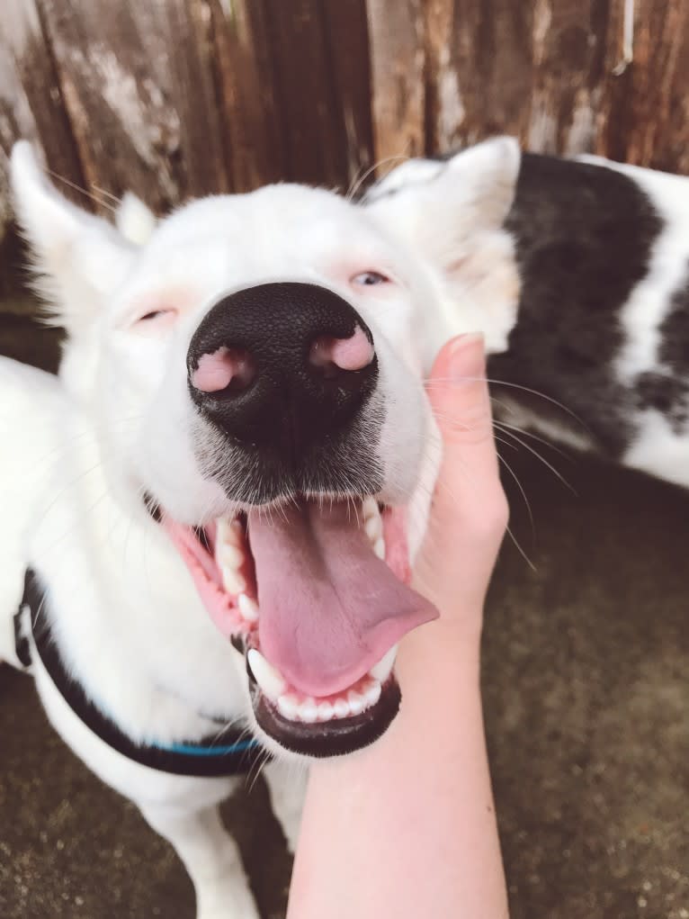 Finn, an Australian Cattle Dog and Australian Shepherd mix tested with EmbarkVet.com