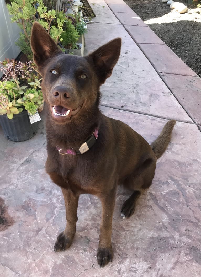 Hennessy, a Siberian Husky and Weimaraner mix tested with EmbarkVet.com