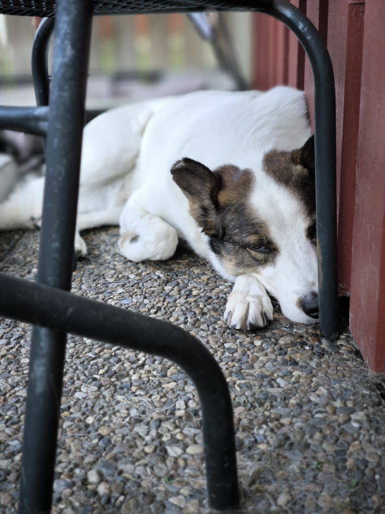 Daro, an Eastern European Village Dog tested with EmbarkVet.com