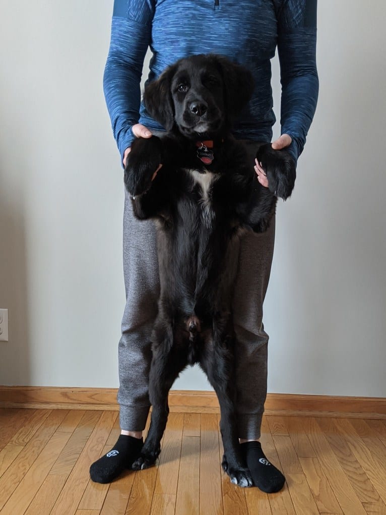 Conway, a Golden Retriever and Great Pyrenees mix tested with EmbarkVet.com