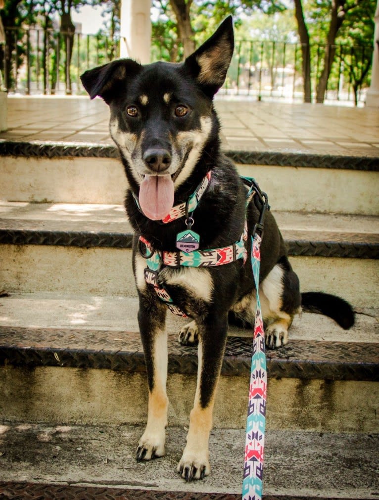 Remington, a Labrador Retriever and German Shepherd Dog mix tested with EmbarkVet.com