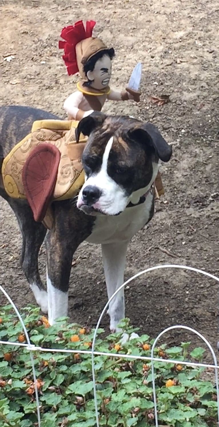 Ada, an American Staffordshire Terrier and Bulldog mix tested with EmbarkVet.com