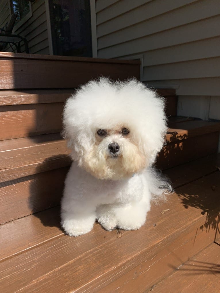 Charlotte Elizabeth, a Bichon Frise tested with EmbarkVet.com