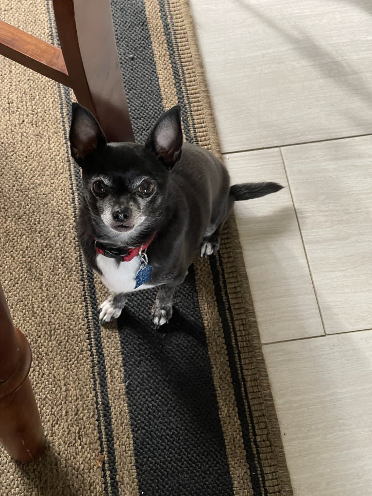 Tango, a Chihuahua tested with EmbarkVet.com