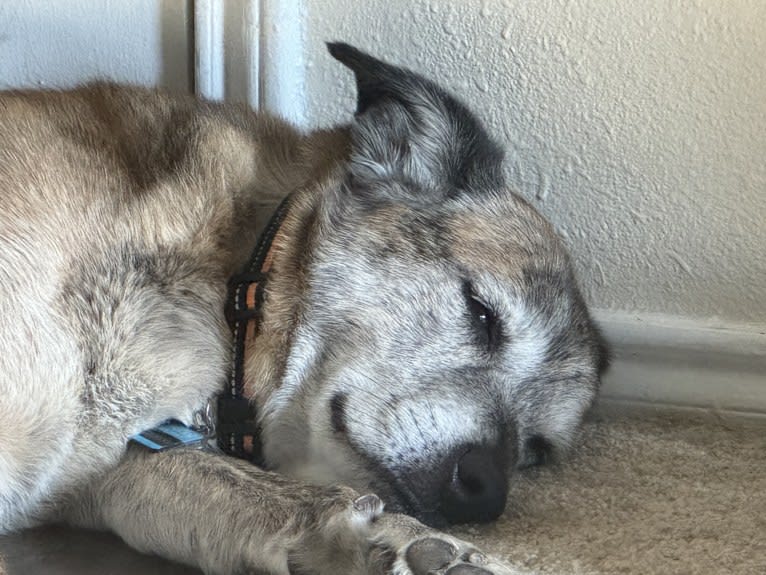 Zoobooks, a Boxer and Australian Cattle Dog mix tested with EmbarkVet.com